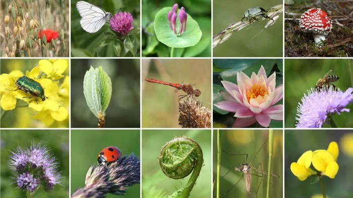 Verschieden Pflanzen und Insekten. © Canva