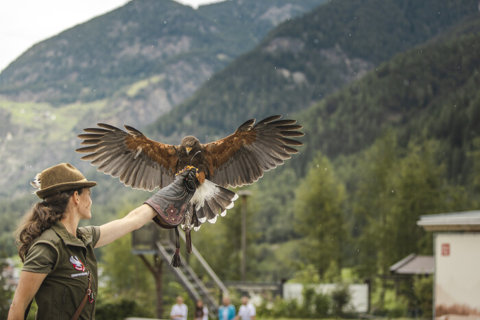 Eine Falknerin streckt ihren linken Arm aus, ein Greifvogel setzt zur Landung darauf an.