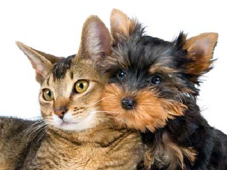 Katze und Hund