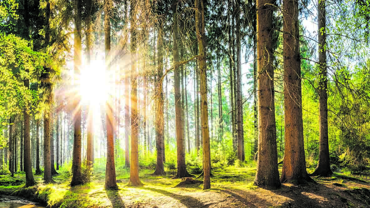 Warm forests. Весенний лес панорама.